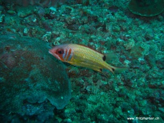 Sargocentron melanospilos (Schwarzfleckenhusarenfisch)